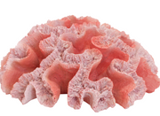 Coral Colt Reef Sculpture Beach Coastal 20x20x10cm