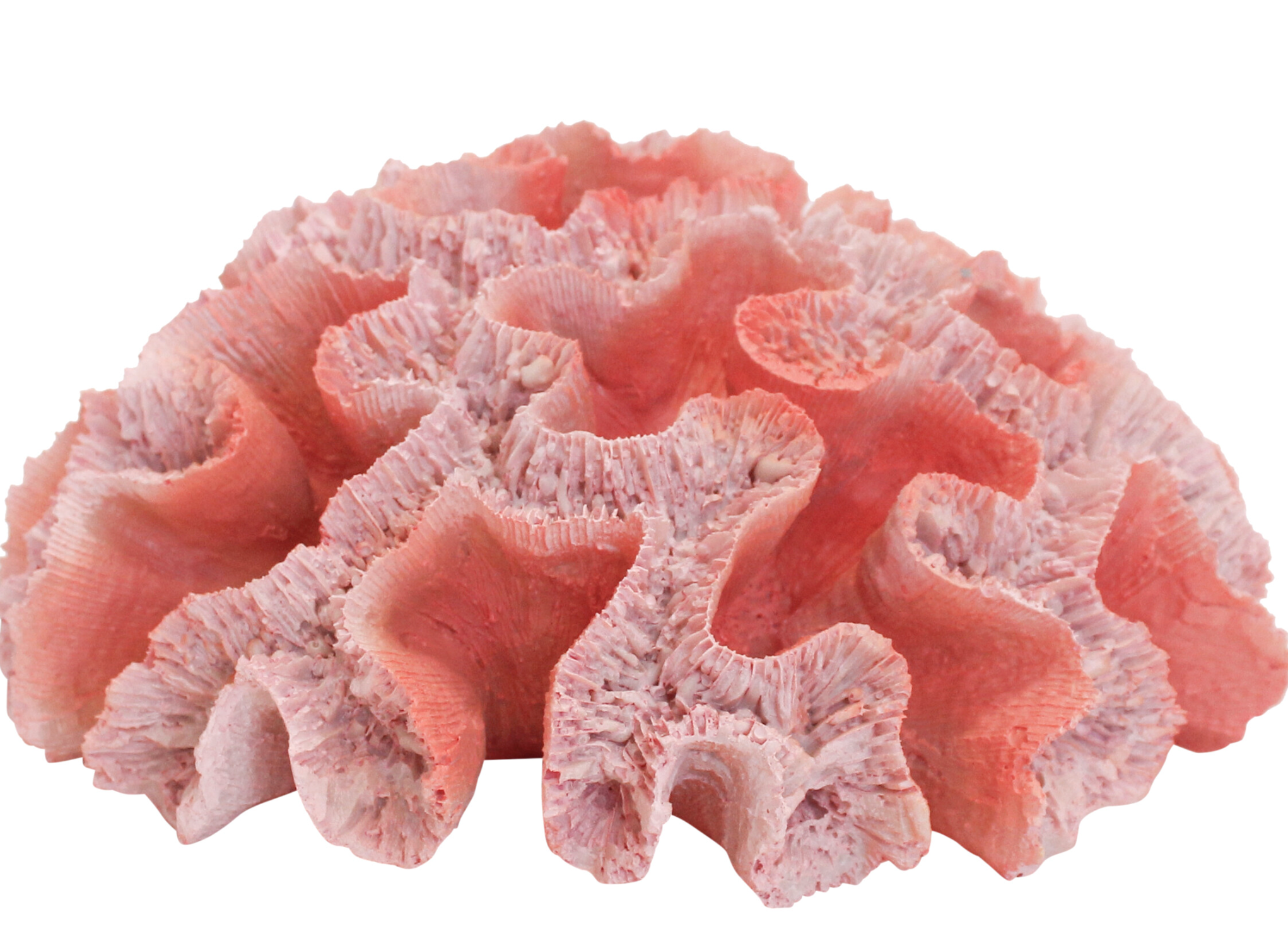 Coral Colt Reef Sculpture Beach Coastal 20x20x10cm