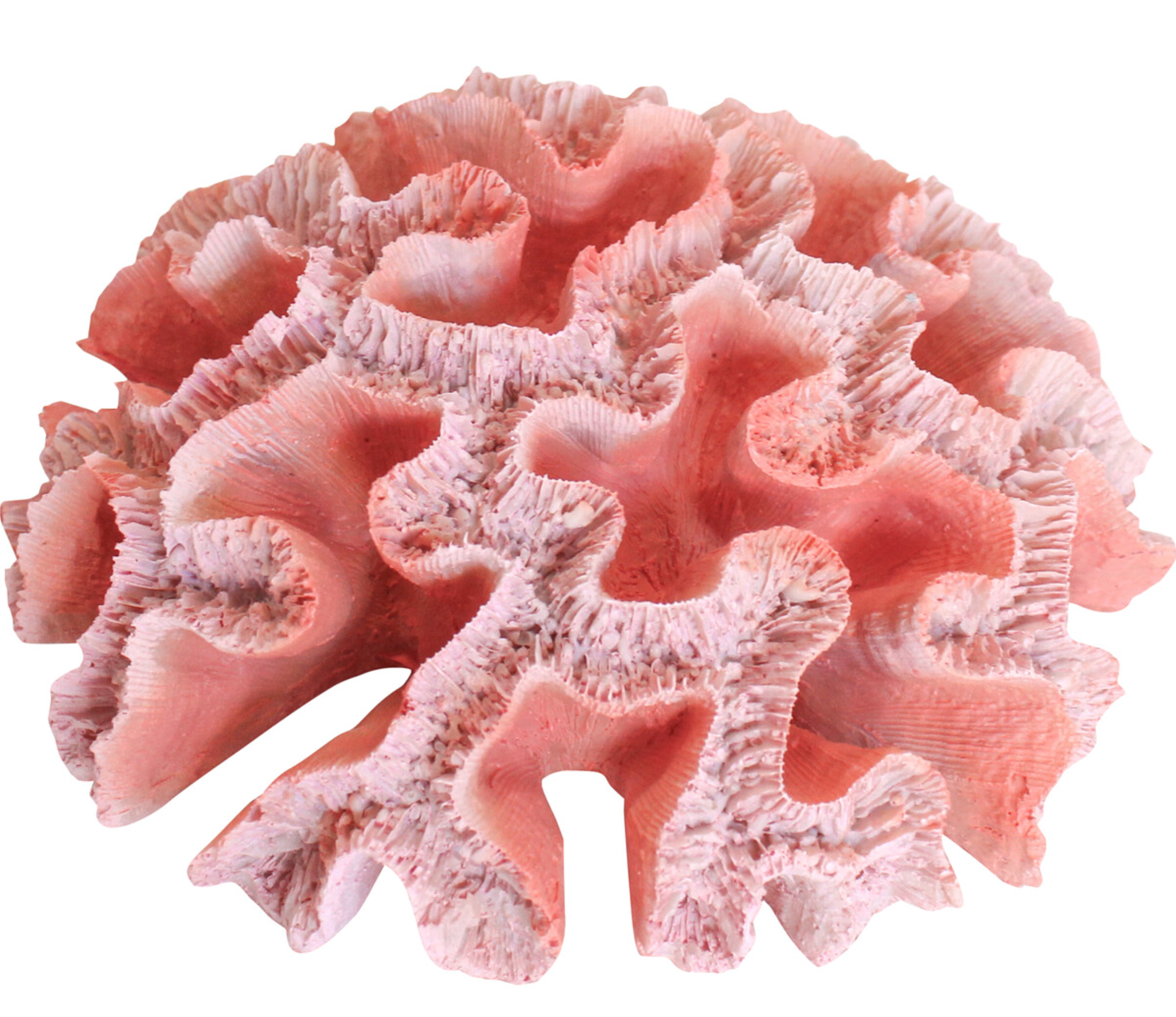 Coral Colt Reef Sculpture Beach Coastal 20x20x10cm