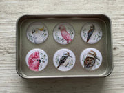 AUSTRALIAN BIRDS Magnets set of 6 in tin - Land to Coast